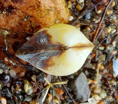 Cerastoderma glaucum