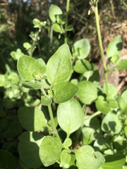 Salpichroa origanifolia