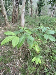 Melicope elleryana