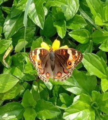 Junonia orithya