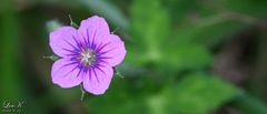 Geranium thunbergii