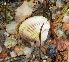 Cerastoderma glaucum