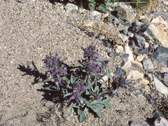 Penstemon barnebyi