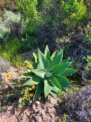 Agave attenuata