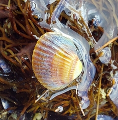 Cerastoderma glaucum