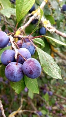 Prunus spinosa