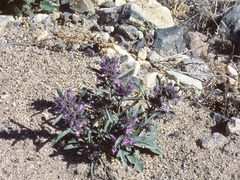 Penstemon barnebyi