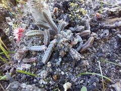 Crassula muscosa