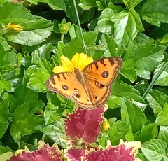 Junonia almana