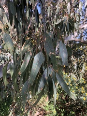 Eucalyptus camaldulensis