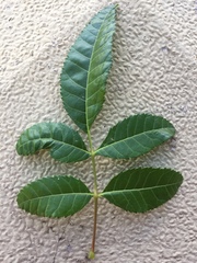 Schinus terebinthifolia