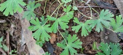 Geranium solanderi