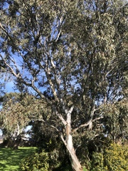 Eucalyptus camaldulensis