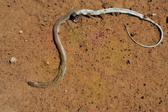 Psammophis notostictus