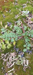 Potentilla paradoxa