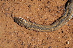 Psammophis notostictus