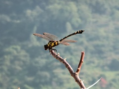 Ictinogomphus pertinax