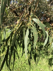 Eucalyptus viminalis