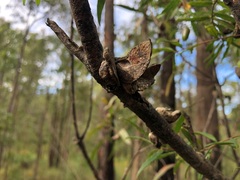 Hakea eriantha