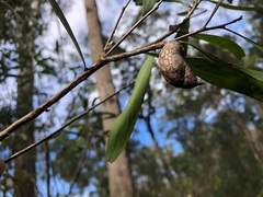 Hakea eriantha