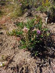 Lachenalia pallida