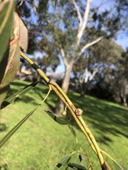 Eucalyptus viminalis