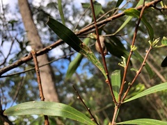 Hakea eriantha