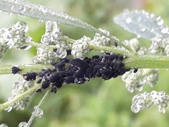 Aphis fabae