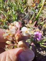 Lachenalia pallida