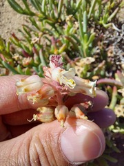 Lachenalia pallida