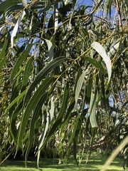 Eucalyptus viminalis