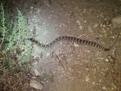 Crotalus oreganus helleri