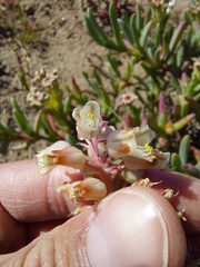 Lachenalia pallida