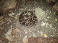 Crotalus oreganus helleri