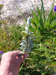 Podalyria sericea