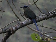 Momotus aequatorialis