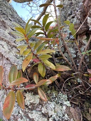 Metrosideros excelsa