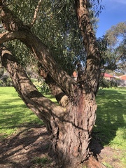 Eucalyptus viminalis