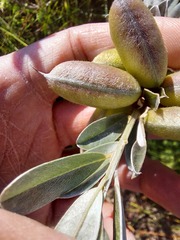Podalyria sericea