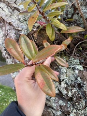 Metrosideros excelsa