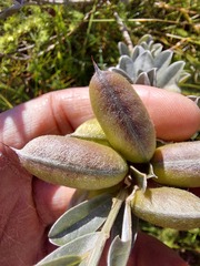 Podalyria sericea
