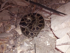 Crotalus oreganus helleri