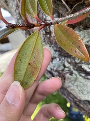 Metrosideros excelsa