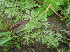 Artemisia sieversiana