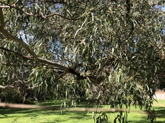Eucalyptus viminalis