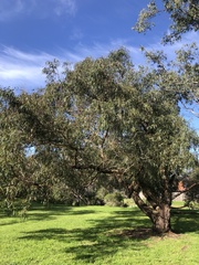 Eucalyptus viminalis