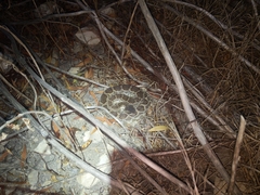 Crotalus oreganus helleri