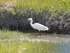 Egretta garzetta