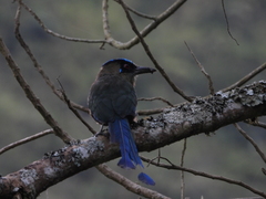 Momotus aequatorialis