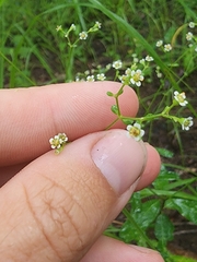 Euphorbia pubentissima